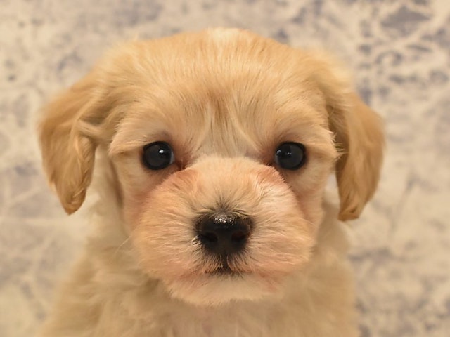 2024年1月27日生まれのハーフ犬の1枚目の写真